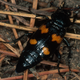 Burying beetle (Nicrophorus orbicollis) on Block Island, Rhode Island. (Photo: Maryann Frazier/PSU/Science Source/Getty Images)